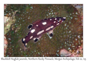 Blackbelt Hogfish juvenile