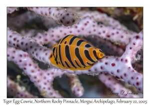 Tiger Egg Cowrie