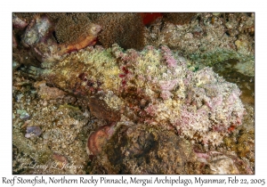 Reef Stonefish