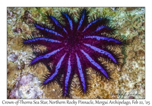 Crown-of-Thorns Sea Star