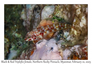 Black & Red Triplefin female