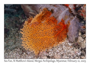 Sea Fan