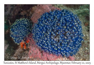 Tunicates