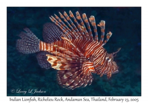 Indian Lionfish