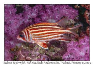 Redcoat Squirrelfish