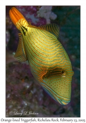 Orange-lined Triggerfish