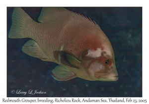 Redmouth Grouper