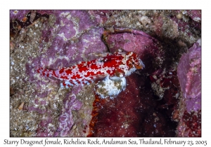 Starry Dragonet female