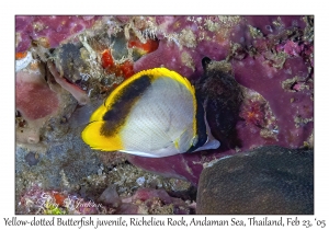 Yellow-dotted Butterflyfish juvenile