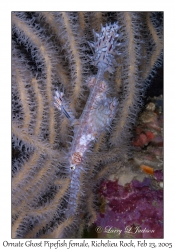 Ornate Ghost Pipefish female