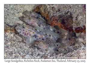 Large Sandgobies