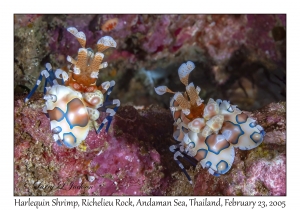 Harlequin Shrimp pair