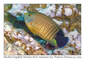 Blacktail Angelfish