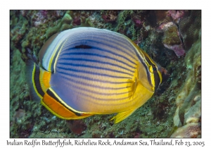 Indian Redfin Butterflyfish