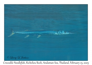 Crocodile Needlefish