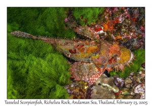 Tasseled Scorpionfish