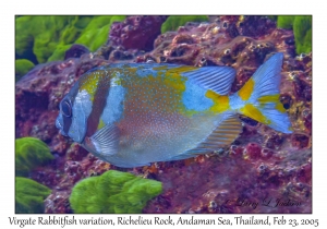 Virgate Rabbitfish