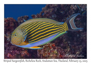 Striped Surgeonfish