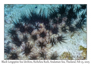 Black Longspine Sea Urchins