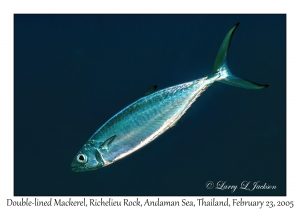 Double-lined Mackerel