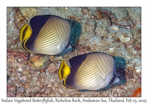 Indian Vagabond Butterflyfish