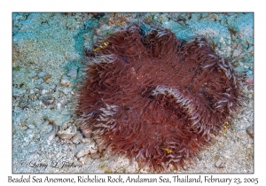 Beaded Sea Anemone