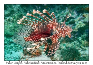 Indian Lionfish