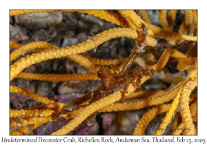 Undetermined Decorator Crab