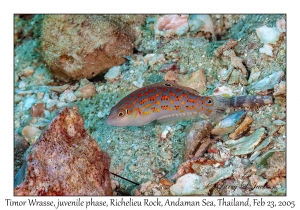 Timor Wrasse