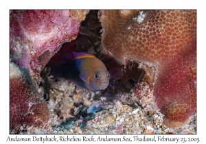 Andaman Dottyback