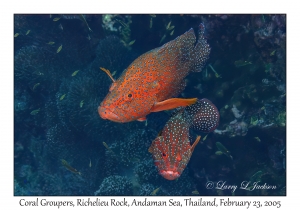 Coral Grouper