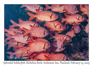 Splendid Soldierfish