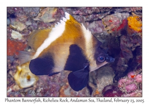 Phantom Bannerfish