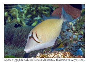 Scythe Triggerfish