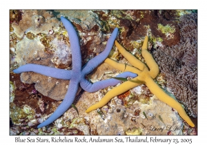 Blue Sea Star