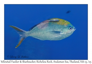 Yellowtail Fusilier & Sharksucker juvenile