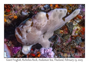Giant Frogfish