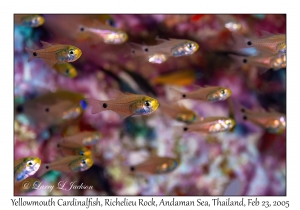 Yellowmouth Cardinalfish
