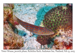 Timor Wrasse