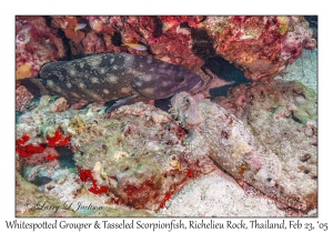 Whitespotted Grouper & Tasseled Scorpionfish