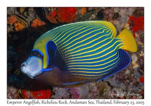 Emperor Angelfish