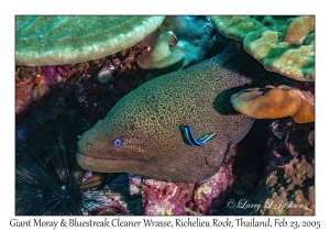 Giant Moray & Bluestreak Cleaner Wrasse