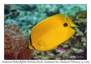 Andaman Butterflyfish