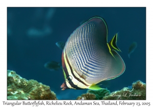 Triangular Butterflyfish