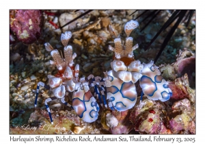 Harlequin Shrimp pair