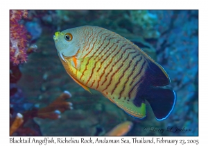 Blacktail Angelfish