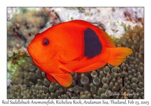 Red Saddleback Anemonefish