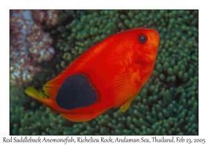 Red Saddleback Anemonefish