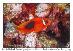 Red Saddleback Anemonefish juvenile