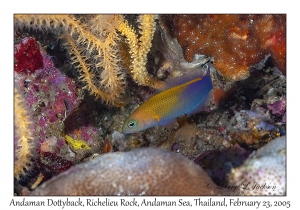 Andaman Dottyback